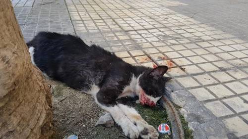 Rumeno sevizia e uccide un gatto di 7 mesi: massacrato di botte