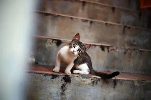 Medico usa la tac dell'ospedale per salvare il gatto, l'Usl avvia accertamenti