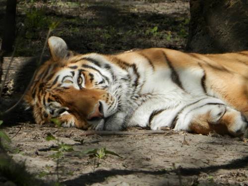 Il chirurgo dei gatti opera la tigre da 200 kg: "Emozionante"