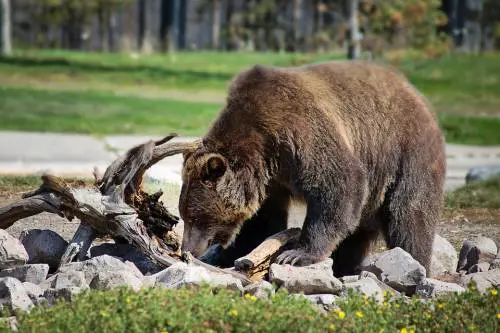 Mamma e figlia di un anno sbranate da un orso grizzly durante una passeggiata