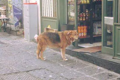 È morto Billy, il cane che per anni ha visitato la tomba del suo padrone