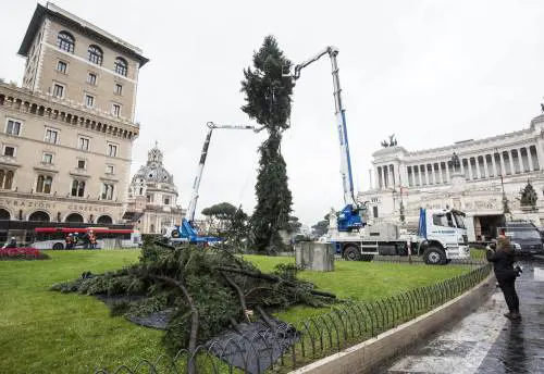 Il nuovo Spelacchio arriva a Roma, ma ha già i rami spezzati