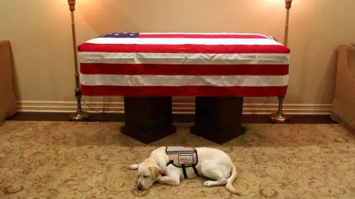 Sully, il cane di Bush che veglia ancora la bara "Missione compiuta"