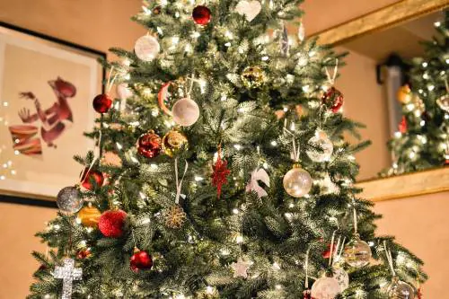 Come scegliere il miglior albero di Natale
