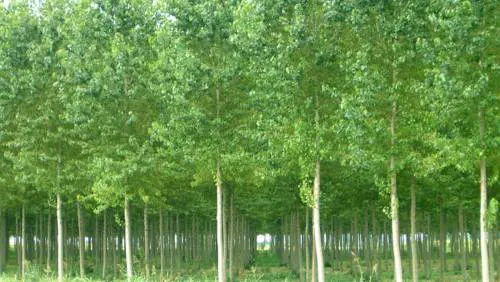 Legno di pioppo: cresce l'import, Assopannelli: risorsa da sostenere