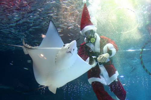 Seul, Babbo Natale sott'acqua tra pesci e sirene