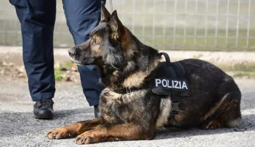 Giubbotti antiproiettile ai cani poliziotto