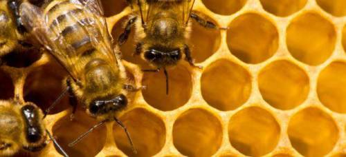 Ora anche Microsoft mette gli occhi sull'app che cura le api e il clima