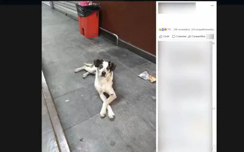 Avvelenato e bastonato Il Brasile vuole giustizia per il bastardino eroe