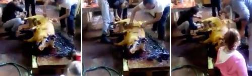 Livorno, stranieri macellano maiale in casa e mettono il video su Fb