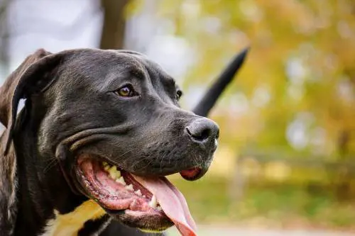 Annega il suo pitbull con un masso al collo. Il padrone? Solo multato