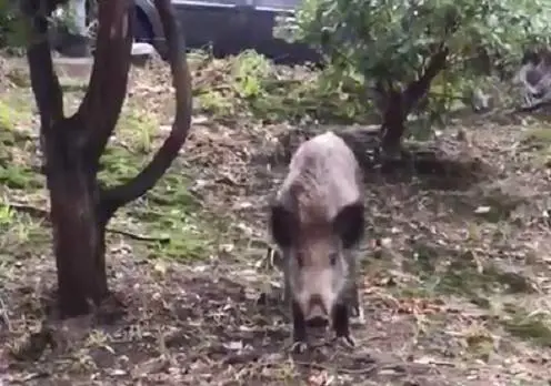 Genova, ora i cinghiali arrivano pure fra i vialetti dell'ospedale San Martino