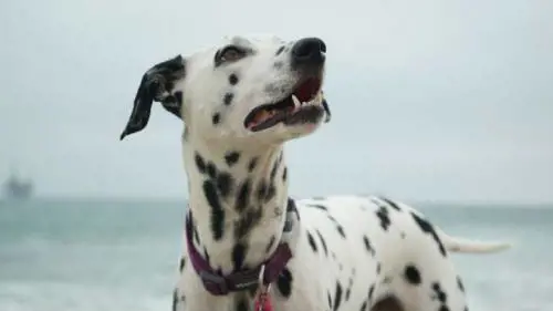 Nel Giappone che invecchia nascono solo ospizi per cani
