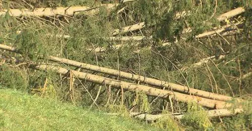 Alberi caduti, il Comune non coprirà i danni dei romani: "Colpa del maltempo"