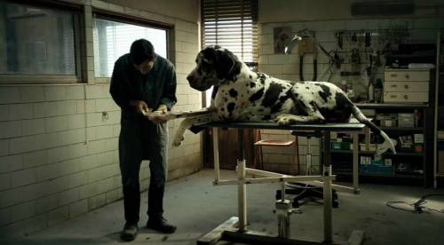 Oscar, il nostro "Dogman" fuori dalla shortlist