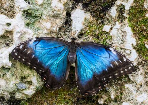 Tornano farfalle e uccelli: la natura batte i catastrofisti