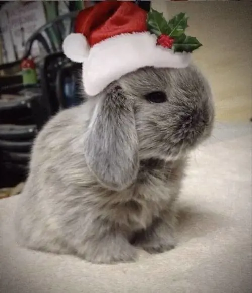 Il miglior Buon Natale è quello che ci augurano i nostri animali
