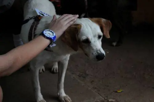 Messa di Natale Chiesa "chiusa" al cane-guida del non vedente