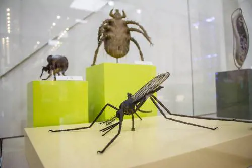 Il museo dei parassiti Un segreto da innamorati