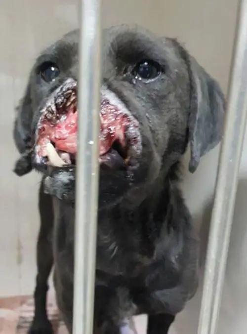 Campobasso, infilano petardo nel naso di un cane e lo fanno scoppiare
