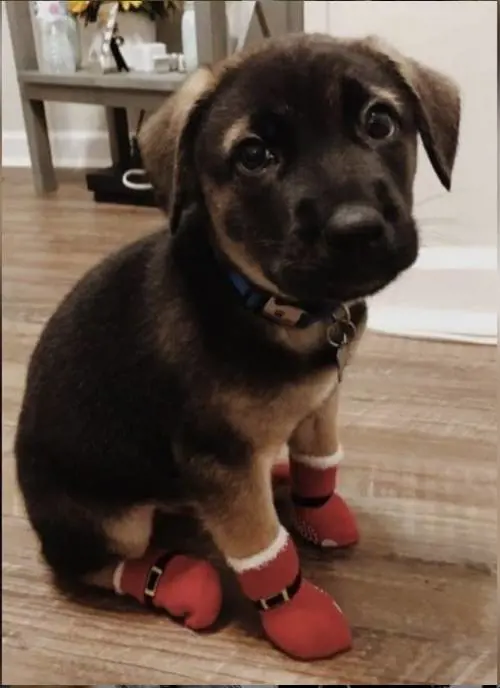 Come proteggere i nostri animali dai botti di Capodanno