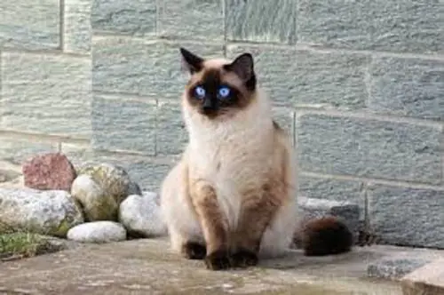 Pensionato napoletano lascia in eredità al suo gatto un milione e mezzo di euro