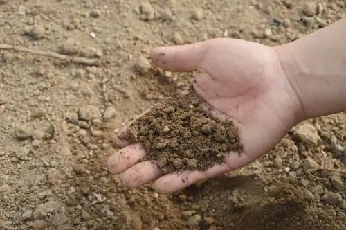 Dopo la morte il corpo diventa fertilizzante: la proposta degli Usa