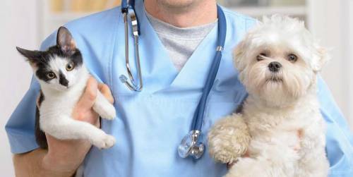 Taranto, il cane aveva crisi epilettiche, padrone picchia il veterinario