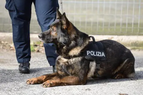 Avellino, cani antidroga sventano spaccio di stupefacenti in carcere
