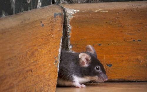 La Capitale invasa dai topi: trappole anche negli uffici del Comune