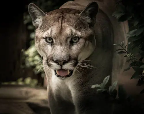 Un puma si aggira nel Comasco