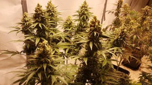 Montorfano, arrestato un giovane con 13 chili di marijuana in casa