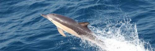 Lecce, allarme per carne di delfino spacciata per tonno