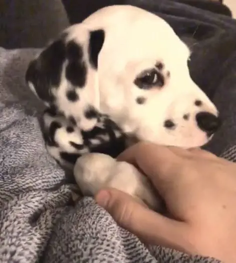 Wiley, il cucciolo col naso a forma di cuore fa impazzire il web