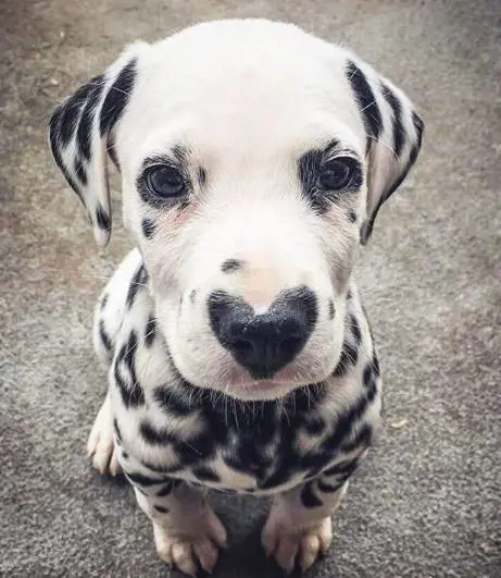 Il cucciolo di Dalmata che intenerisce il web