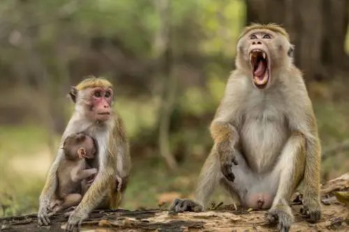 La scelta storica dell'Iss: liberi 9 macachi dopo 11 anni di esperimenti