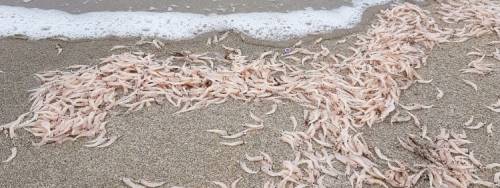 Ischia, migliaia di gamberetti in spiaggia. I biologi: “Non mangiateli”