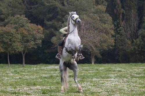 Saronno, cavallo imbizzarrisce: ferito un figurante 
