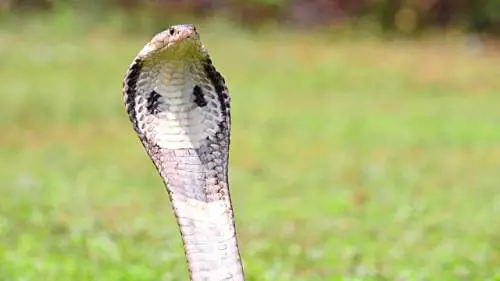 Cobra reale morde padrone mentre lo nutre, la corsa in ospedale