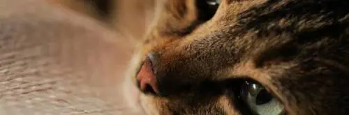Gatti, il loro potere terapeutico è confermato dalla scienza