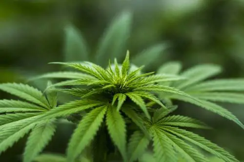 Cannabis e adolescenti: modifiche al cervello già dal primo uso