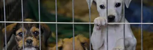 Impazzire per gli animali? È tutto scritto nel nostro Dna