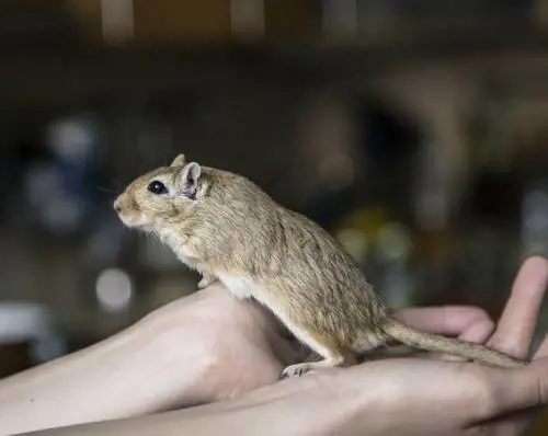 Donna fermata in aeroporto con 24 gerbilli appesi alla gamba
