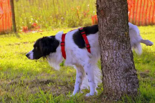 Vita dura per i proprietari dei cani ad Asti. Multa se non puliscono la pipì