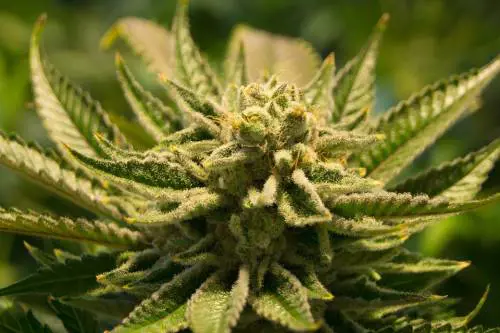 Consumo cannabis tra gli adolescenti: allarme salute 