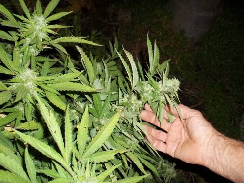 Coltivavano marijuana per venderla ai pusher: ​a Oristano 14 arresti