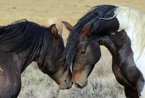 L’amicizia tra animali: muoiono a pochi giorni di distanza