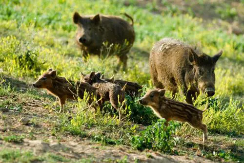Roma invasa dai cinghiali, Coldiretti: "Raddoppiati in tre anni"
