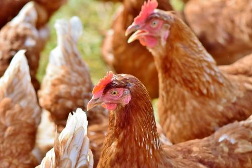 Come le galline diventano produttrici di farmaci