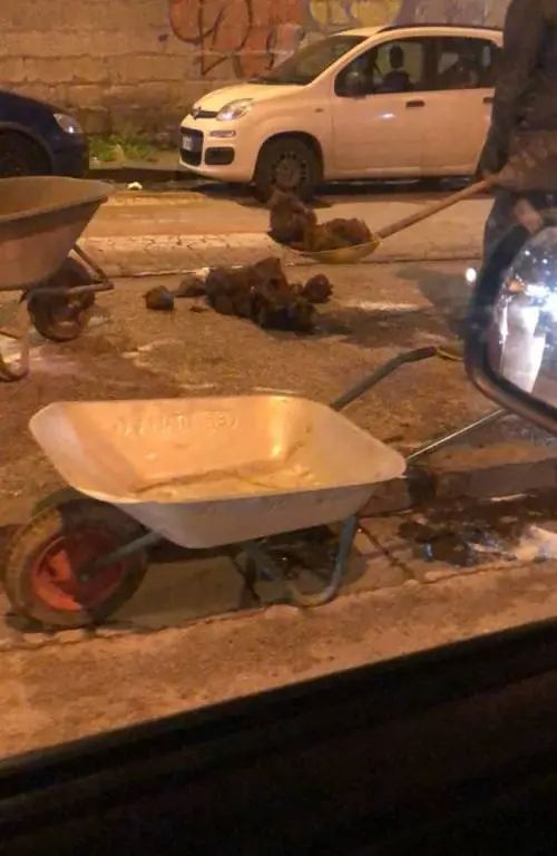 Elefante a spasso per il centro di San Giorgio a Cremano
